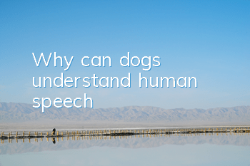 Why can dogs understand human speech?