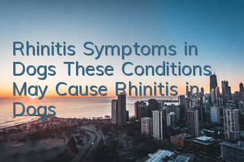 Rhinitis Symptoms in Dogs These Conditions May Cause Rhinitis in Dogs