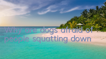 Why are dogs afraid of people squatting down?
