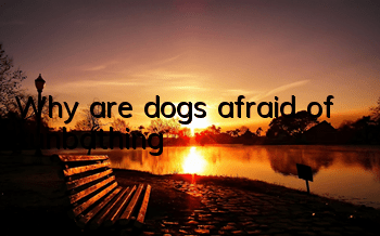 Why are dogs afraid of sunbathing?
