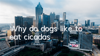 Why do dogs like to eat cicadas?