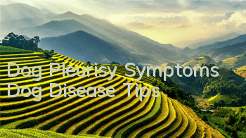 Dog Pleurisy Symptoms Dog Disease Tips