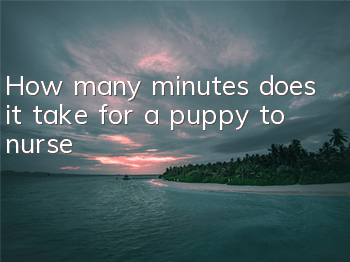 THow many minutes does it take for a puppy to nurse?