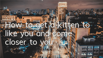 How to get a kitten to like you and come closer to you