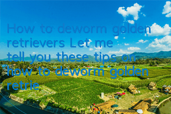 How to deworm golden retrievers? Let me tell you these tips on how to deworm golden retrievers!