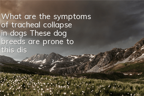 What are the symptoms of tracheal collapse in dogs? These dog breeds are prone to this disease