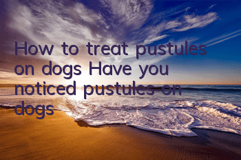 How to treat pustules on dogs? Have you noticed pustules on dogs?