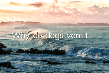 Why do dogs vomit?