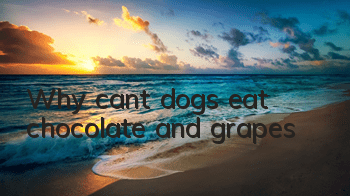 Why can’t dogs eat chocolate and grapes?
