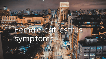 Female cat estrus symptoms