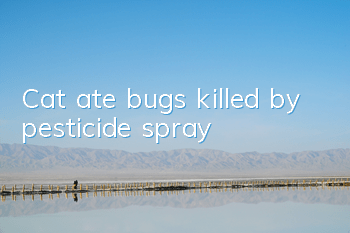 Cat ate bugs killed by pesticide spray