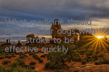 What medicine should be taken for dogs with heat stroke to be effective quickly?