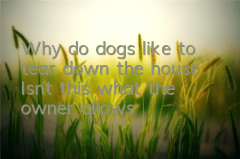 Why do dogs like to tear down the house? Isn’t this what the owner allows?