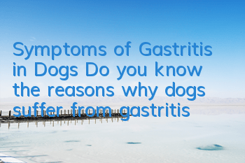 Symptoms of Gastritis in Dogs Do you know the reasons why dogs suffer from gastritis?