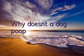 Why doesn't a dog poop?