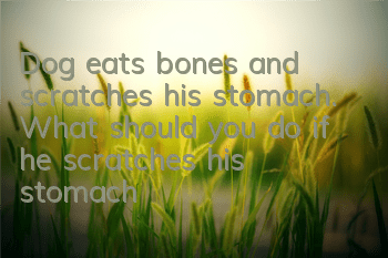 Dog eats bones and scratches his stomach. What should you do if he scratches his stomach?