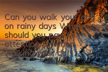 Can you walk your dog on rainy days? What should you pay attention to when walking your dog on rainy days in summer?