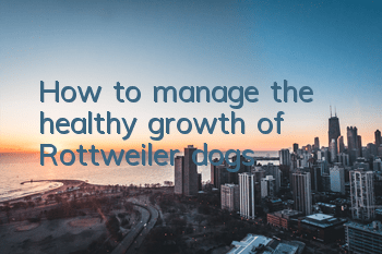 How to manage the healthy growth of Rottweiler dogs
