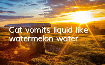 TCat vomits liquid like watermelon water