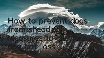 How to prevent dogs from shedding. Measures to alleviate dog hair loss.