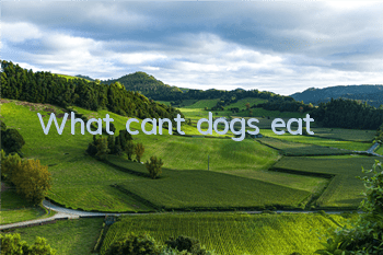What can’t dogs eat?