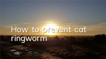 How to prevent cat ringworm