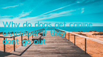 Why do dogs get canine distemper if they don’t go out?