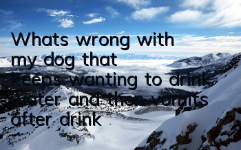 What's wrong with my dog ​​that keeps wanting to drink water and then vomits after drinking it?