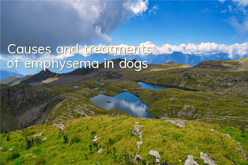 TCauses and treatments of emphysema in dogs