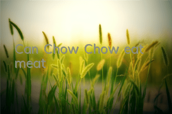 Can Chow Chow eat meat?