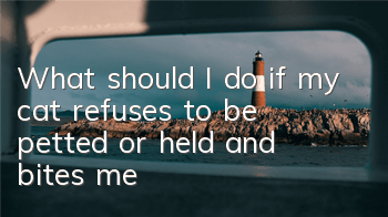 What should I do if my cat refuses to be petted or held and bites me?