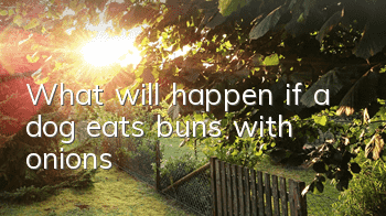 TWhat will happen if a dog eats buns with onions?