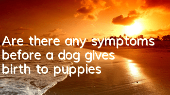 Are there any symptoms before a dog gives birth to puppies?