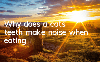 Why does a cat's teeth make noise when eating?