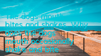 The dog's mouth bites and shakes. Why does the dog's mouth occasionally shake and bite?