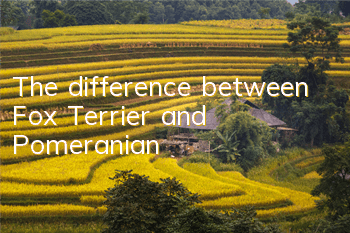 The difference between Fox Terrier and Pomeranian