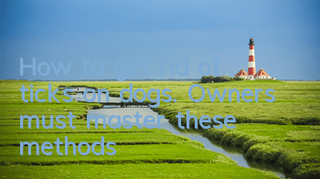 How to get rid of ticks on dogs. Owners must master these methods