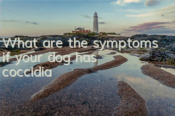 TWhat are the symptoms if your dog has coccidia?