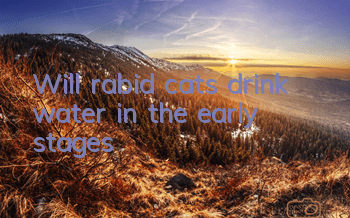 Will rabid cats drink water in the early stages?