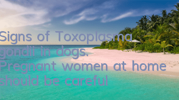Signs of Toxoplasma gondii in dogs. Pregnant women at home should be careful