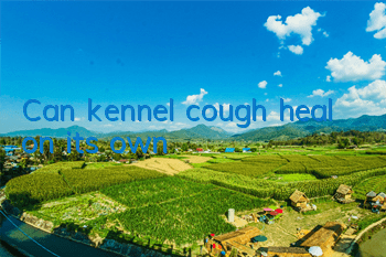 Can kennel cough heal on its own?