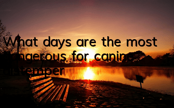 What days are the most dangerous for canine distemper?