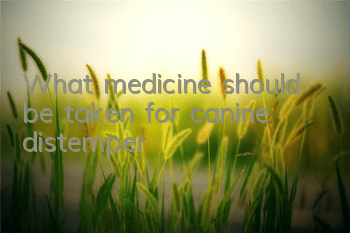 What medicine should be taken for canine distemper?