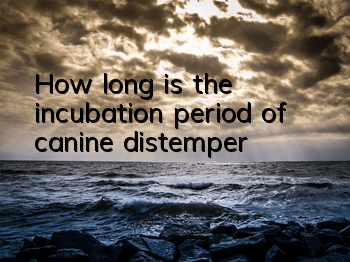 How long is the incubation period of canine distemper?