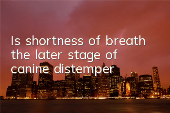 Is shortness of breath the later stage of canine distemper?