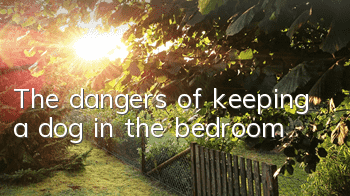 The dangers of keeping a dog in the bedroom