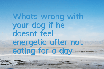 TWhat's wrong with your dog if he doesn't feel energetic after not eating for a day?