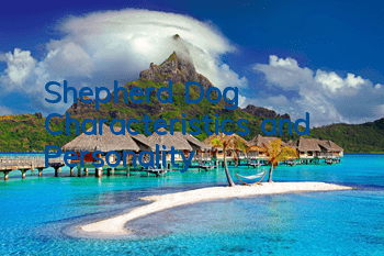 Shepherd Dog Characteristics and Personality