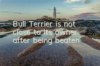 Bull Terrier is not close to its owner after being beaten
