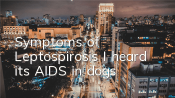 Symptoms of Leptospirosis: I heard it’s AIDS in dogs